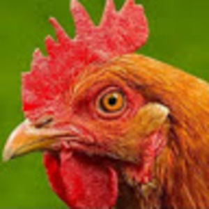 Meet your Posher, Jesse